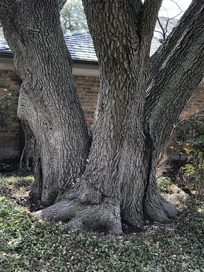 Mature heritage tree close to a Wilsonville property cared for by certified arborists